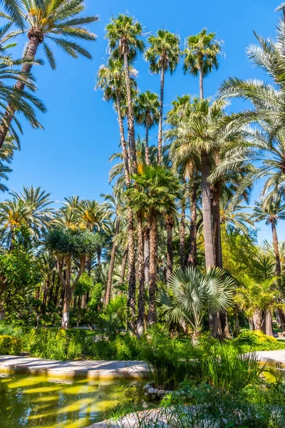Elche Huπdel Cura花园的棕榈树林 — 图库照片