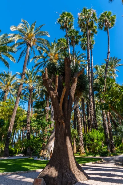 Palmlundar Vid Huerto Del Cura Trädgård Elche — Stockfoto