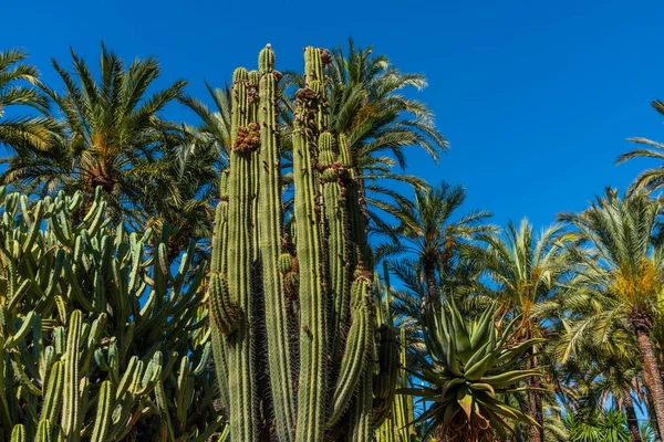 西班牙埃尔切的棕榈树和多汁的胡佛德尔库拉花园 — 图库照片