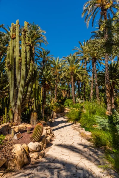 Palm Och Saftig Trädgård Huerto Del Cura Elche Spanien — Stockfoto