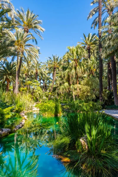 Palmlundar Reflekteras Damm Huerta Del Cura Trädgård Elche Spanien — Stockfoto