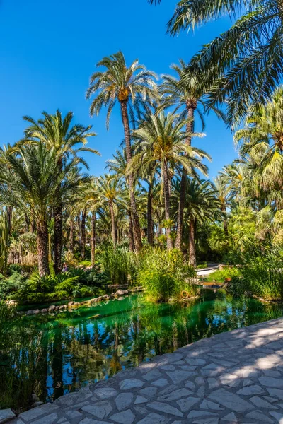 Palmlundar Reflekteras Damm Huerta Del Cura Trädgård Elche Spanien — Stockfoto