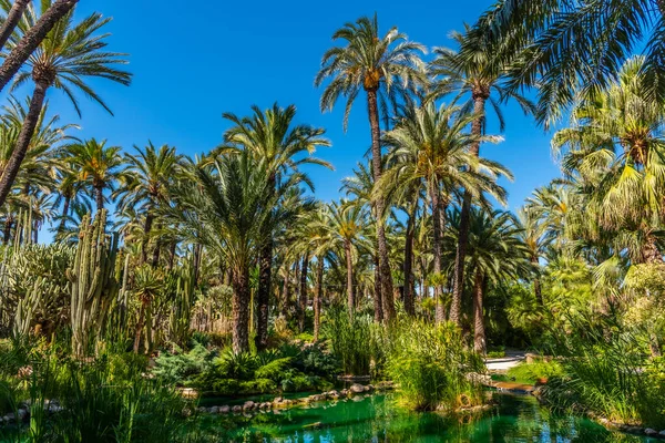 Palmlundar Reflekteras Damm Huerta Del Cura Trädgård Elche Spanien — Stockfoto