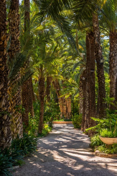 Gaje Palmowe Ogrodzie Huerto Del Cura Elche — Zdjęcie stockowe