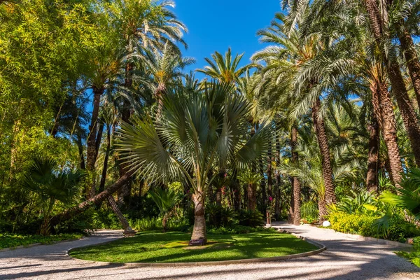 Palmlundar Vid Huerto Del Cura Trädgård Elche — Stockfoto