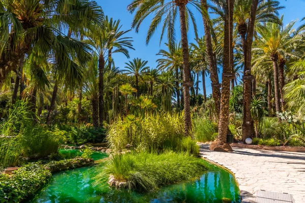 Palmlundar Reflekteras Damm Huerta Del Cura Trädgård Elche Spanien — Stockfoto