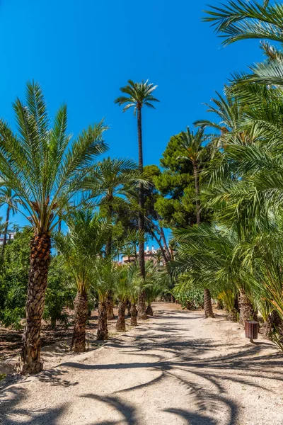 Palmlundar Palmmuseet Elche Spanien — Stockfoto