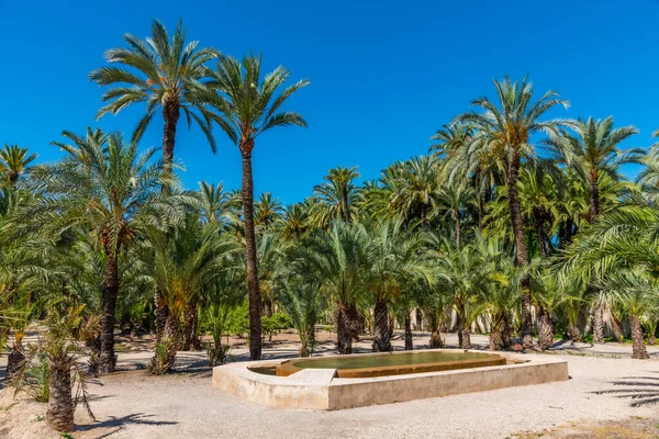 Palmlundar Palmmuseet Elche Spanien — Stockfoto