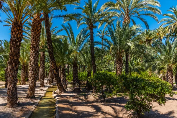 Palmlundar Palmmuseet Elche Spanien — Stockfoto