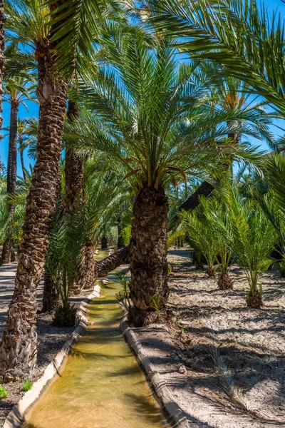 Palmlundar Palmmuseet Elche Spanien — Stockfoto