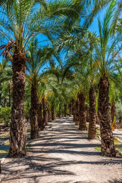 Palmlundar Palmmuseet Elche Spanien — Stockfoto