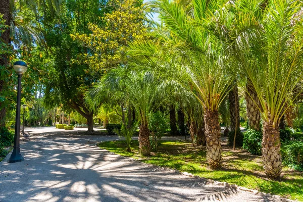 Utsikt Över Palmerals Stadspark Elche Spanien — Stockfoto