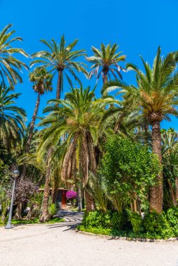 İspanya, Elche 'deki El Palmeral belediye parkının manzarası