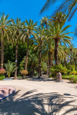 İspanya, Elche 'deki El Palmeral belediye parkının manzarası