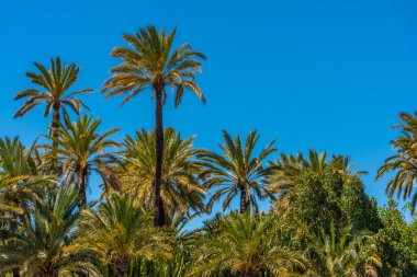 İspanya, Elche 'deki El Palmeral belediye parkının manzarası