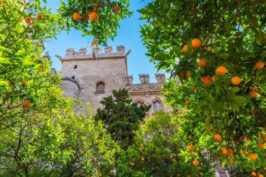 Lonja de la Seda 'nın iç avlusu, Valencia, İspanya' da eski ipek borsası.