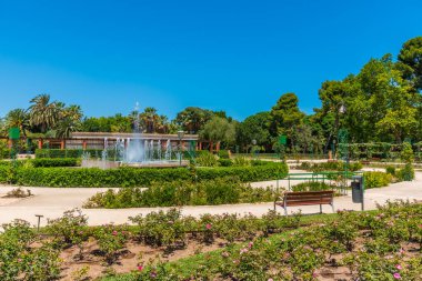 İspanya 'nın başkenti Valencia' daki Royal Gardens 'da gül bahçesi