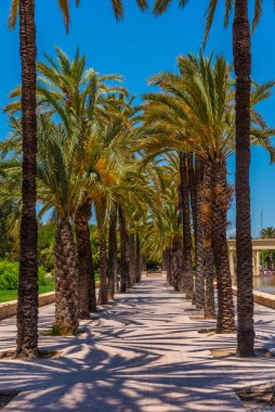 Valencia, İspanya 'da Jardins del Turia' daki Palm alley.