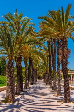 Valencia, İspanya 'da Jardins del Turia' daki Palm alley.