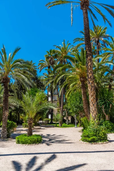 Utsikt Över Palmerals Stadspark Elche Spanien — Stockfoto