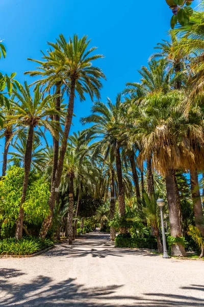 Utsikt Över Palmerals Stadspark Elche Spanien — Stockfoto