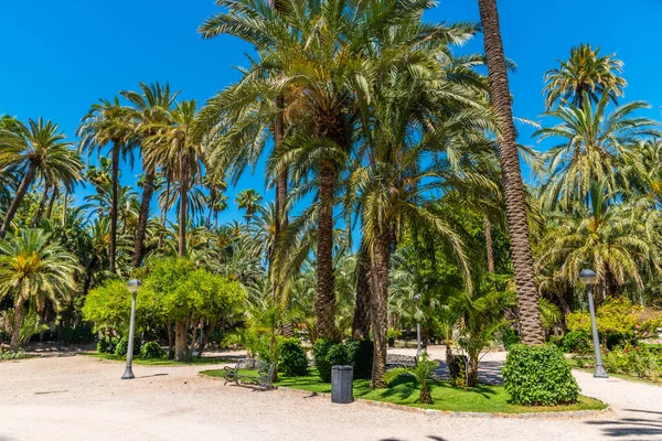 Utsikt Över Palmerals Stadspark Elche Spanien — Stockfoto