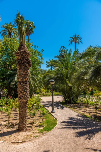 Utsikt Över Palmerals Stadspark Elche Spanien — Stockfoto