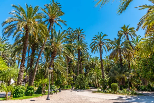 Utsikt Över Palmerals Stadspark Elche Spanien — Stockfoto