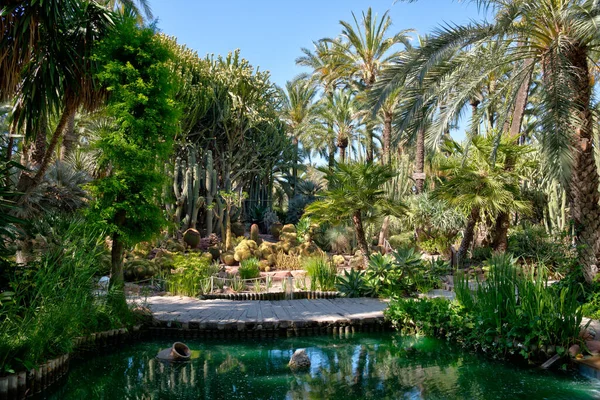 Palm Succulent Garden Huerto Del Cura Elche Spain — стоковое фото