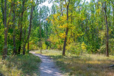 Doğa Ukrayna 'nın Pripyat kentini ele geçirdi