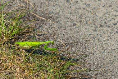 Çernobil Yasaklama Bölgesi 'nde Mantis