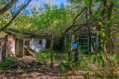 Doğa, Ukrayna 'nın Çernobil Yasaklama Bölgesi' ndeki terk edilmiş bir köyü ele geçirdi.