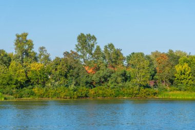 Ukrayna 'nın Kiev kentindeki Trukhaniv adasında orman