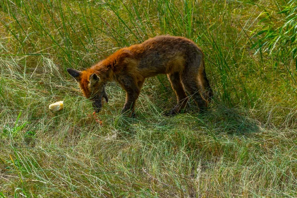 Raposa Mal Parecido Está Comendo Pedaço Carne Chernobyl Ucrânia — Fotografia de Stock