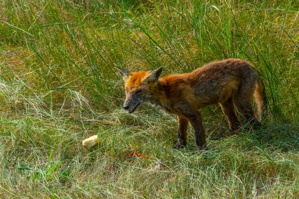 Raposa Mal Parecido Está Comendo Pedaço Carne Chernobyl Ucrânia — Fotografia de Stock