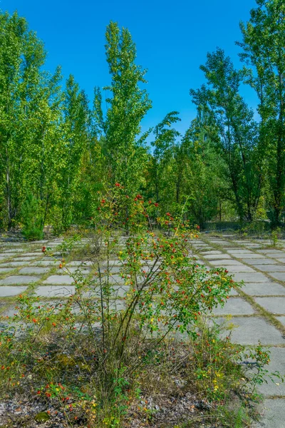 Natur Erobert Ukrainische Stadt Pripjat — Stockfoto