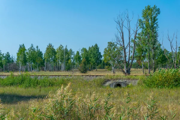 Skog Tjernobyls Exklusiva Zon Ukraina — Stockfoto