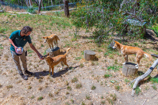 ADELAIDE, AUSTRALIA, JANUARY 6, 2020: A volunteer is feeding a dingo at cleland wildlife park at Adelaide, Australia