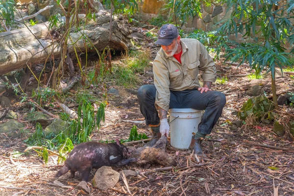Trowunna Australia February 2020 사육사가 오스트레일리아 태즈메이니아의 성소에서 악마를 먹이고 — 스톡 사진
