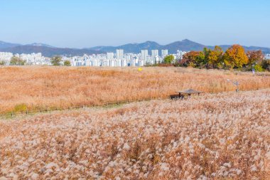 SEOUL, Kore, 9 Kasım 2019: Kore Cumhuriyeti 'nin Seul kentindeki Haneul parkında insanlar geziniyor