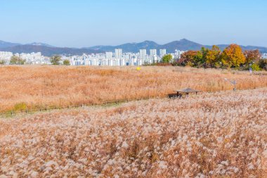 SEOUL, KOREA, NOVEMBER 9, 2019: People are strolling through Haneul park in Seoul, Republic of Korea clipart