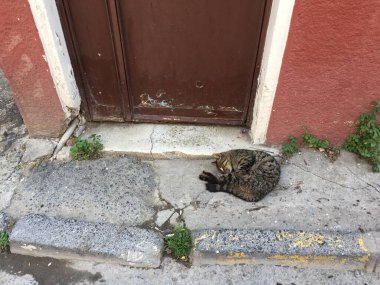 Kedi sokakta uyuyor..