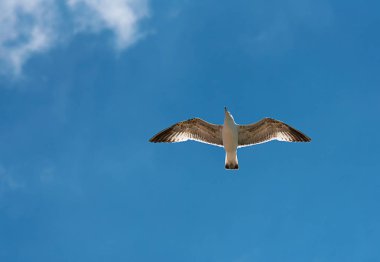 Martı uçuş, arka planda gökyüzü
