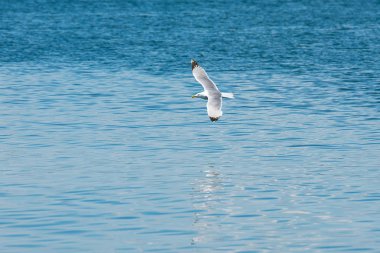 Denizden bir uçuşta martılardan yansımalar su ile