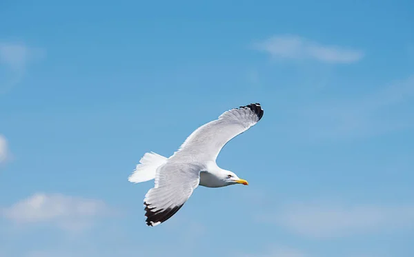 Gaviota Vuelo Cielo Fondo —  Fotos de Stock