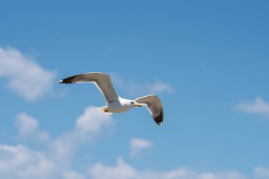 Martı uçuş, arka planda gökyüzü