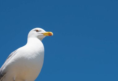 Güzel beyaz martı portresi