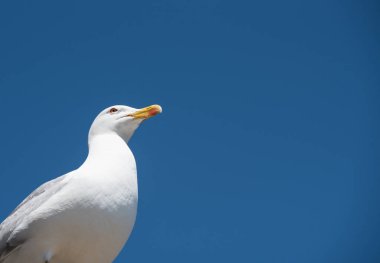 Güzel beyaz martı portresi