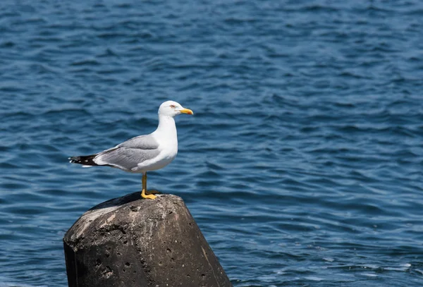 Portrait Beautiful White Seagull — Stock Photo, Image