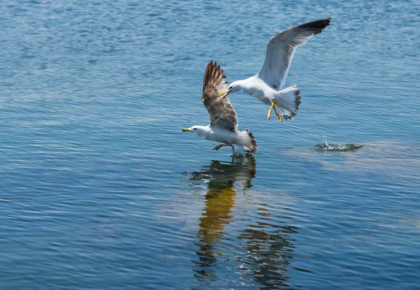 Duas Gaivotas Voando Juntas Céu Fundo — Fotografia de Stock